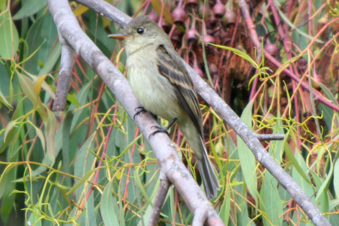 Photo (23): Willow Flycatcher