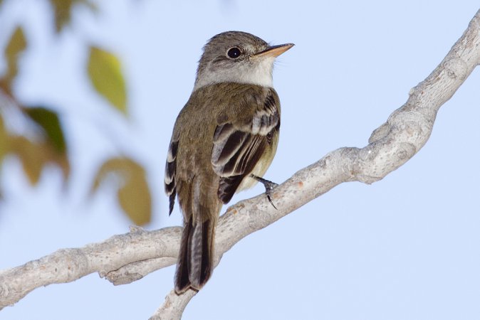 Photo (16): Willow Flycatcher