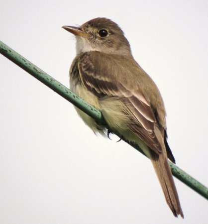 Photo (22): Willow Flycatcher