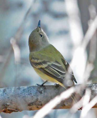 Photo (10): Willow Flycatcher