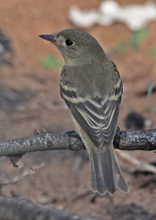 Photo (9): Willow Flycatcher