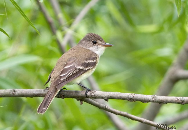 Photo (24): Willow Flycatcher