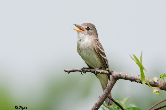 Photo (14): Willow Flycatcher