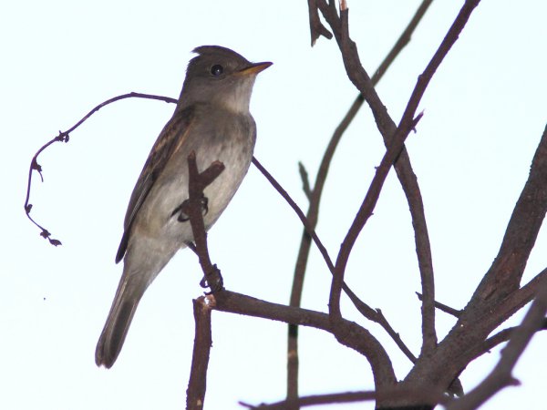 Photo (15): Willow Flycatcher