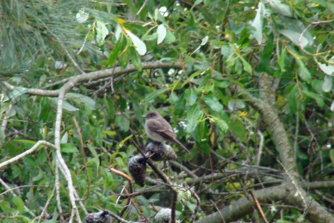 Photo (11): Willow Flycatcher