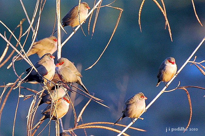 Photo (13): Common Waxbill