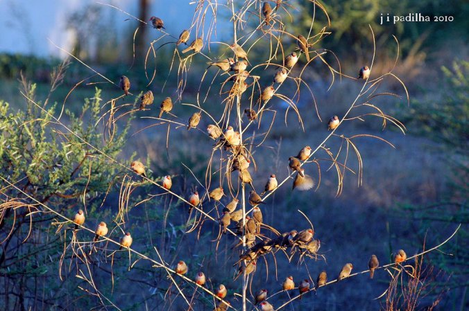 Photo (8): Common Waxbill