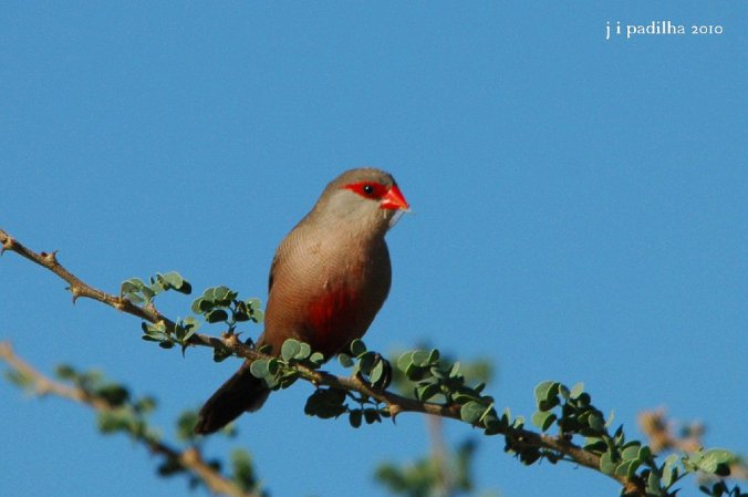 Photo (14): Common Waxbill