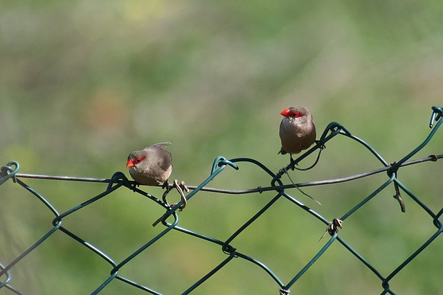 Photo (5): Common Waxbill