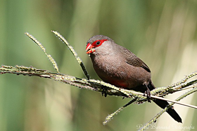 Photo (10): Common Waxbill