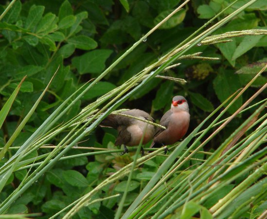 Photo (9): Common Waxbill