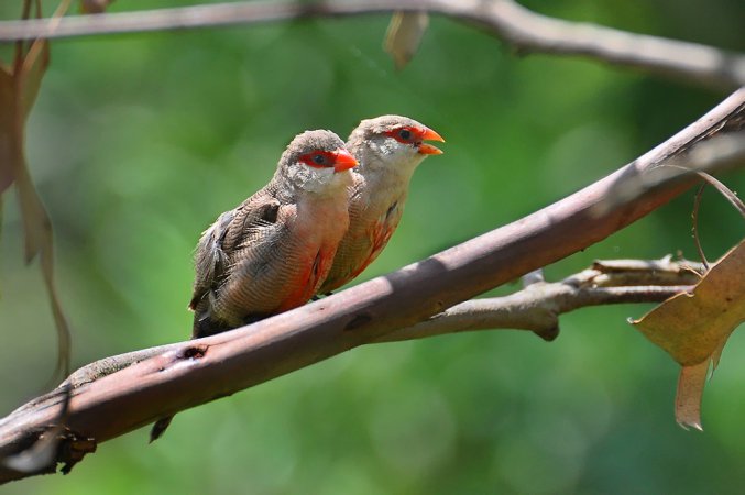 Photo (4): Common Waxbill