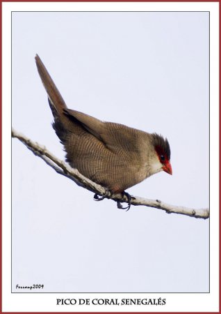 Photo (17): Common Waxbill
