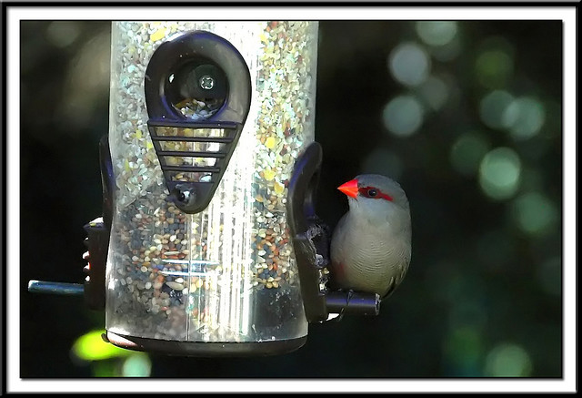 Photo (18): Common Waxbill