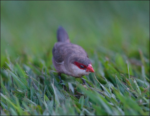 Photo (16): Common Waxbill