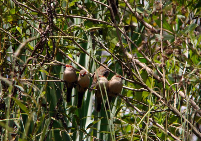 Photo (11): Common Waxbill