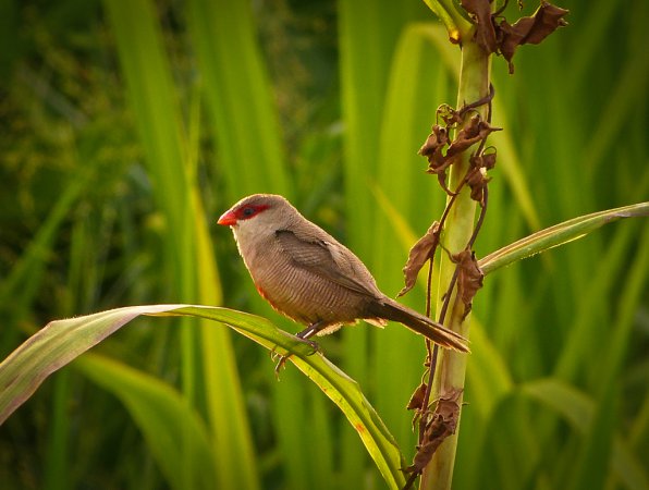 Photo (3): Common Waxbill