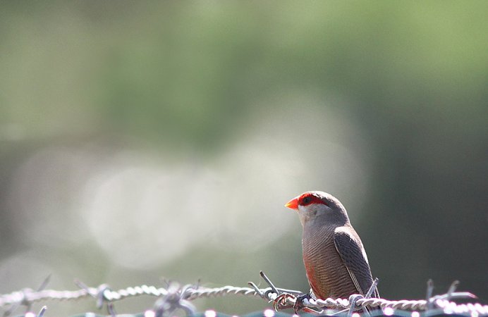 Photo (6): Common Waxbill
