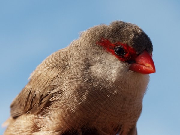 Photo (2): Common Waxbill