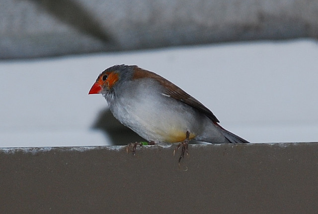Photo (2): Orange-cheeked Waxbill