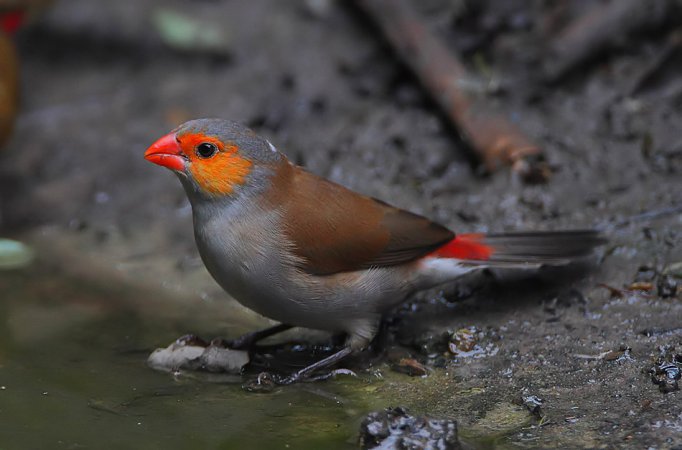 Photo (1): Orange-cheeked Waxbill