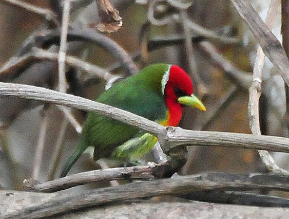 Photo (4): Red-headed Barbet
