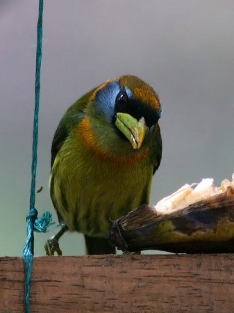 Photo (2): Red-headed Barbet