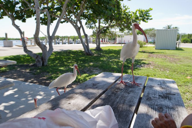 Photo (10): White Ibis