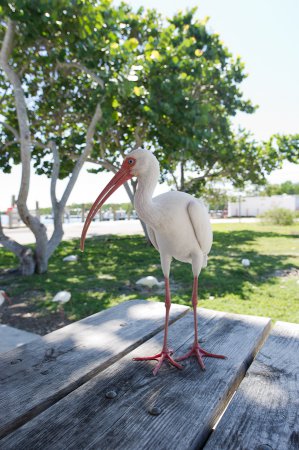 Photo (16): White Ibis