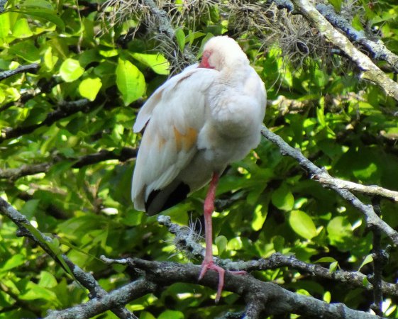Photo (11): White Ibis