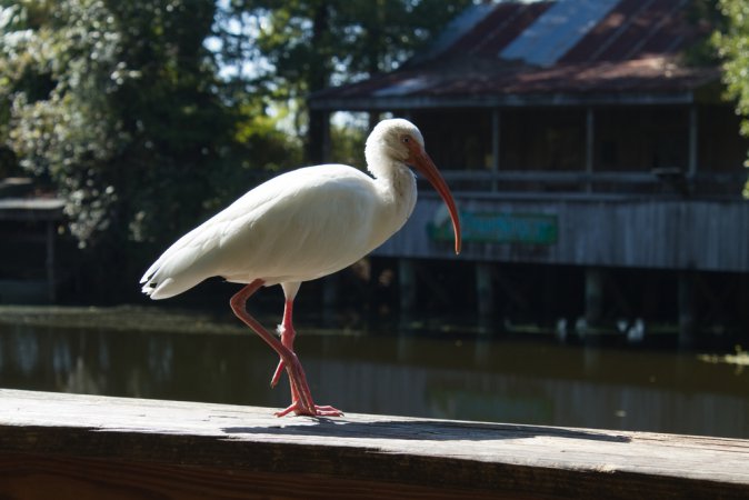 Photo (15): White Ibis