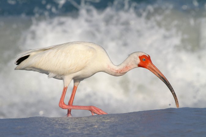 Photo (1): White Ibis