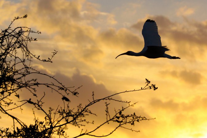 Photo (6): White Ibis