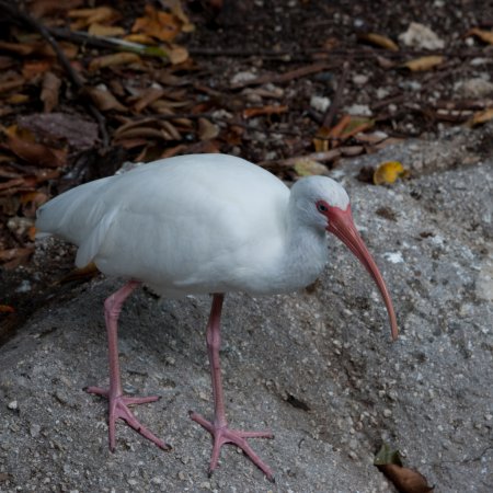 Photo (13): White Ibis