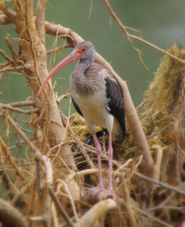 Photo (20): White Ibis