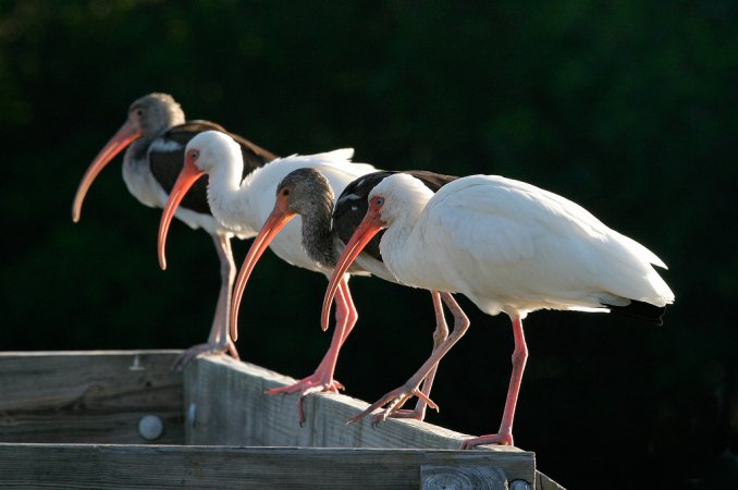 Photo (18): White Ibis