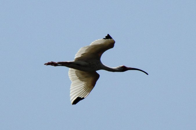 Photo (3): White Ibis