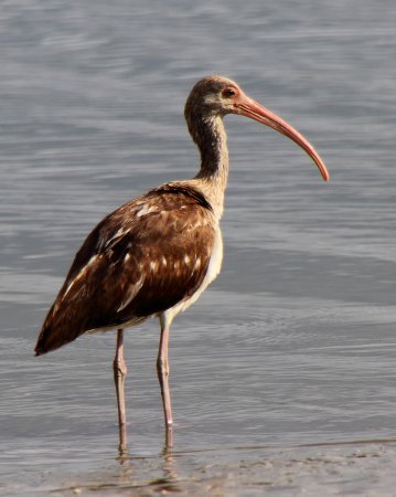 Photo (22): White Ibis