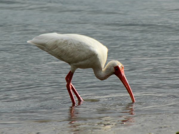 Photo (12): White Ibis