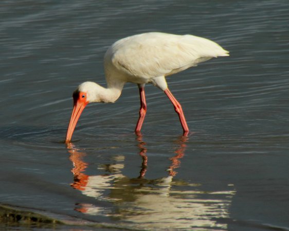 Photo (5): White Ibis