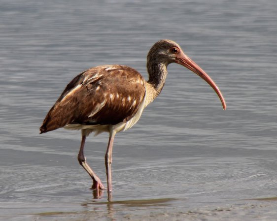 Photo (23): White Ibis