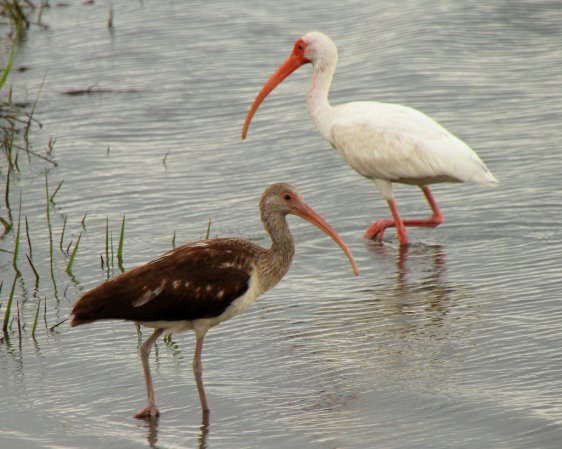 Photo (17): White Ibis