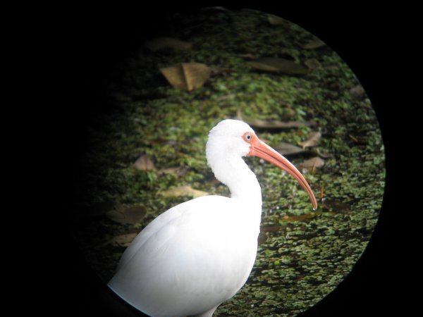 Photo (14): White Ibis
