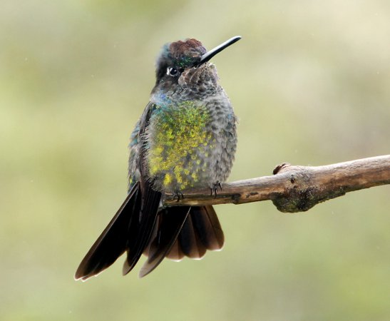 Photo (18): Magnificent Hummingbird