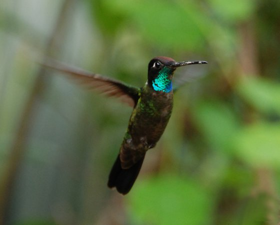 Photo (3): Magnificent Hummingbird