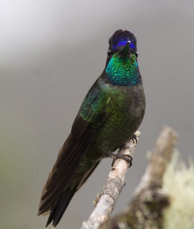 Photo (6): Magnificent Hummingbird