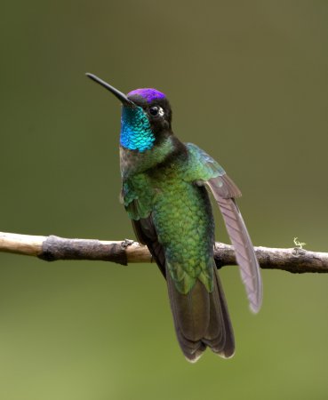 Photo (8): Magnificent Hummingbird