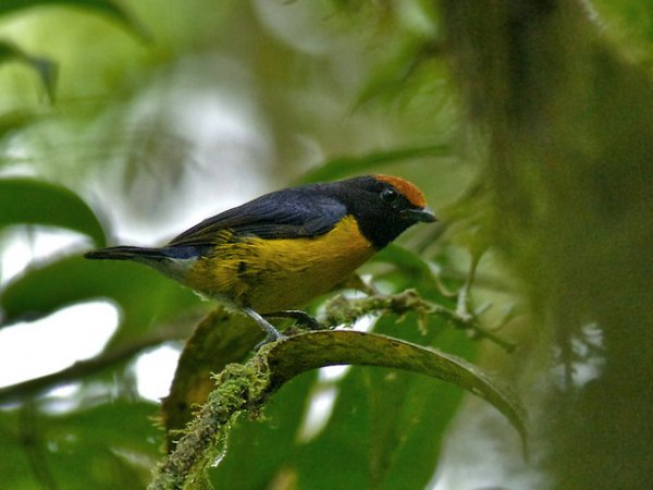 Photo (2): Tawny-capped Euphonia