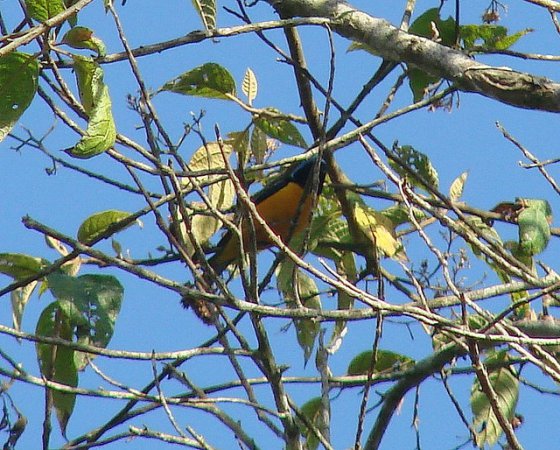 Photo (4): Antillean Euphonia