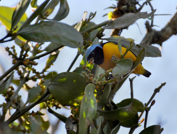 Photo (1): Antillean Euphonia